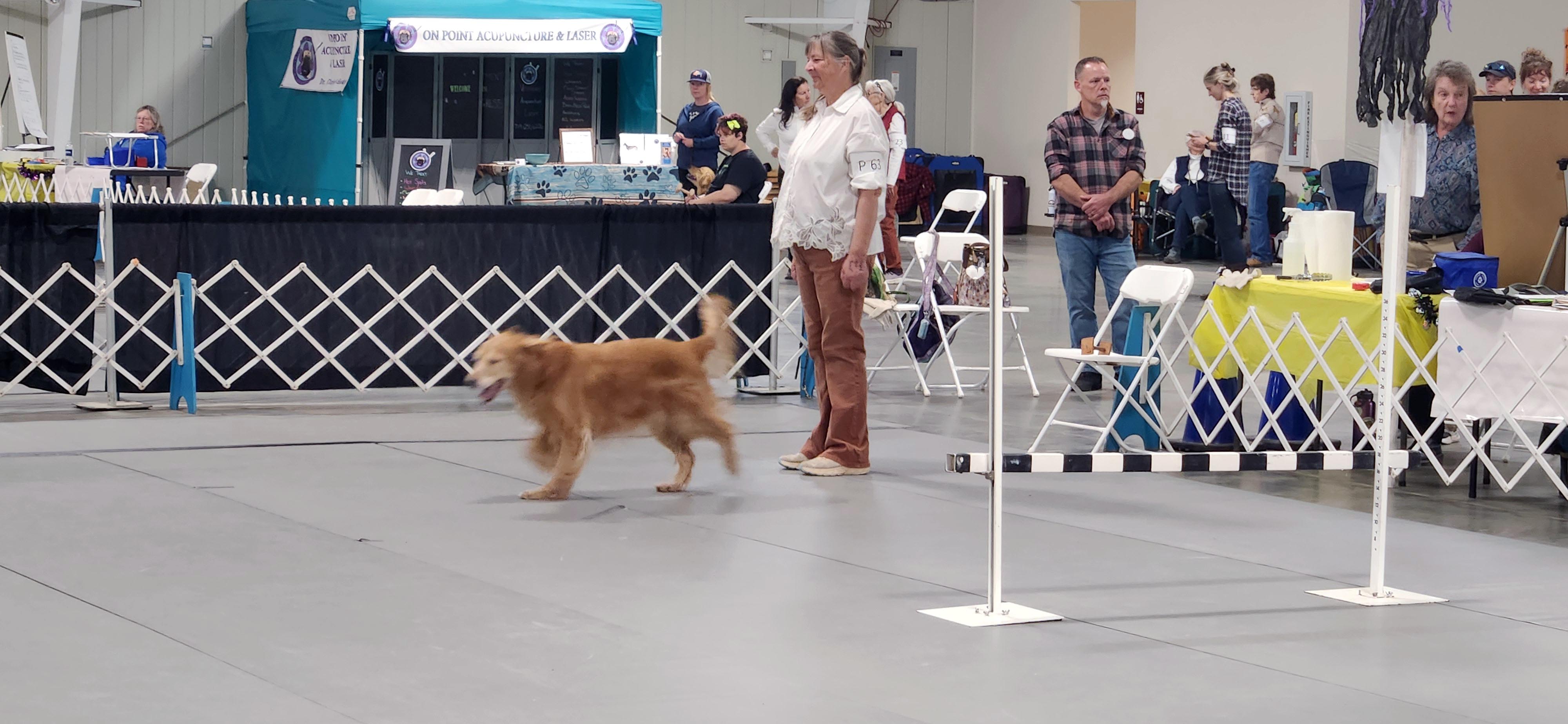 A golden retriever gaiting in the ring beside its handler