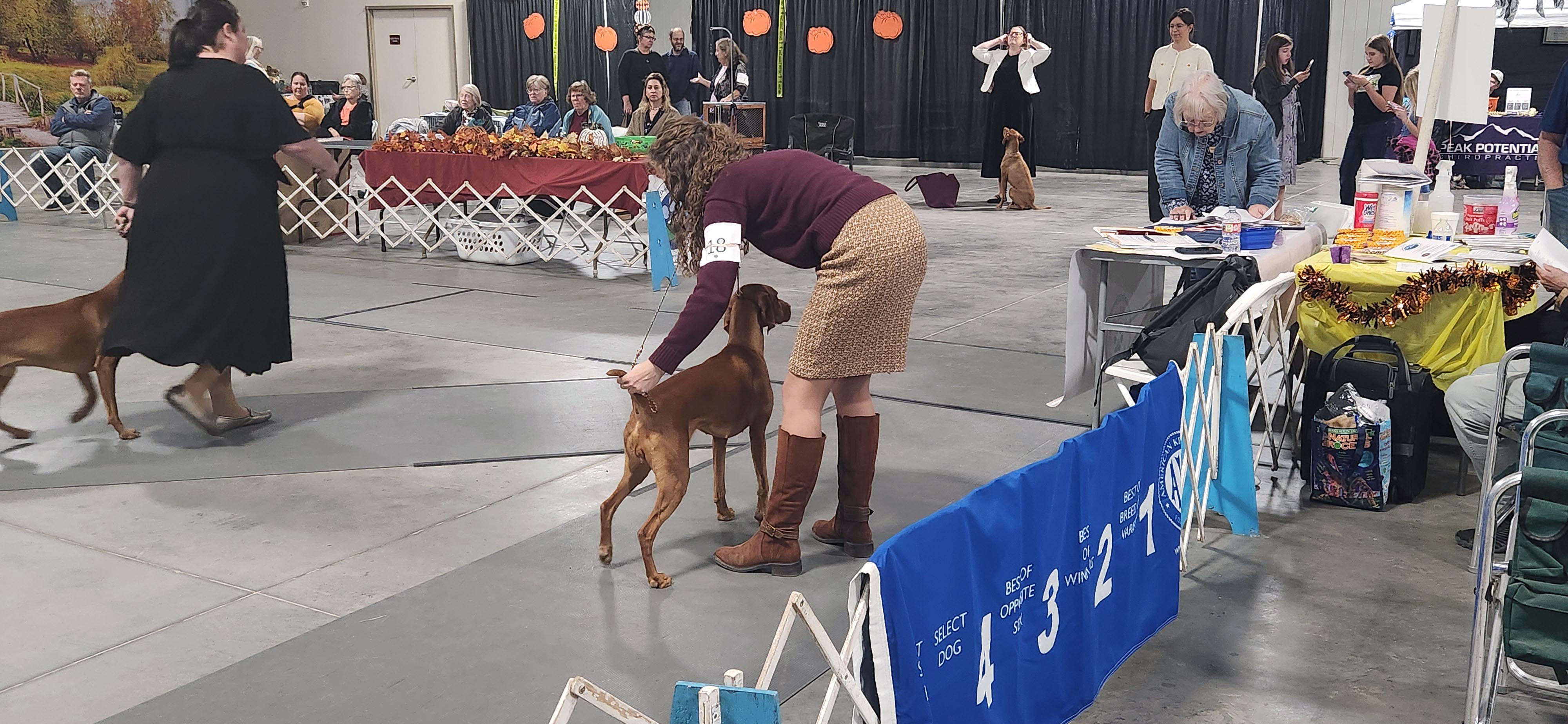 Two dogs being gaited side by side in the ring
