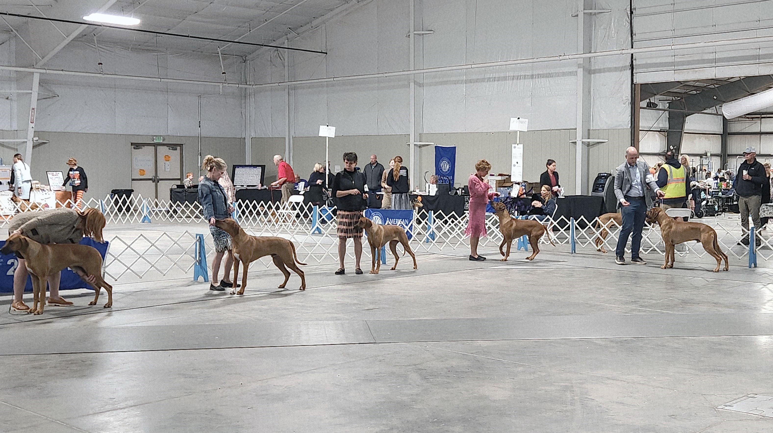 A line of dogs and their handlers in the ring at the CSKC show