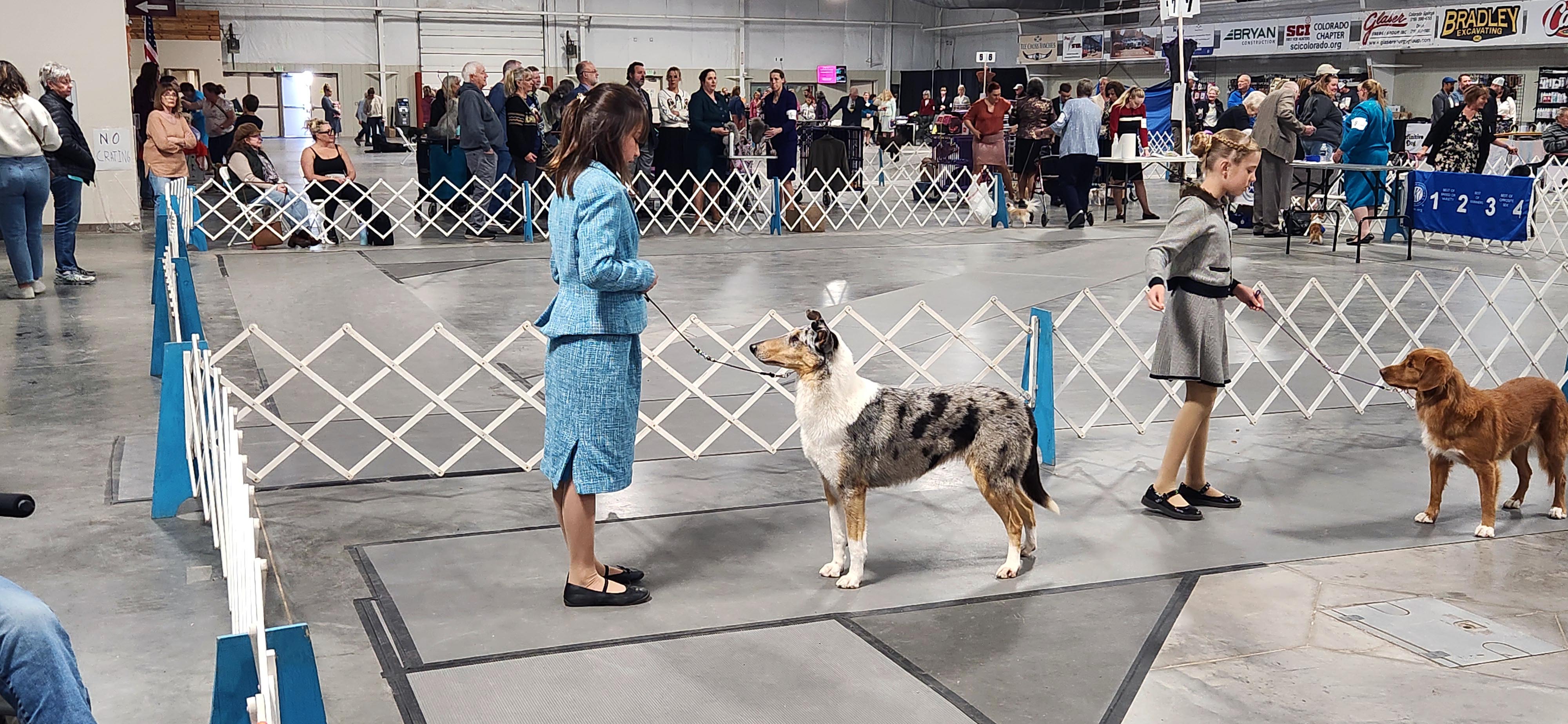 A handler showing two dogs in the ring
