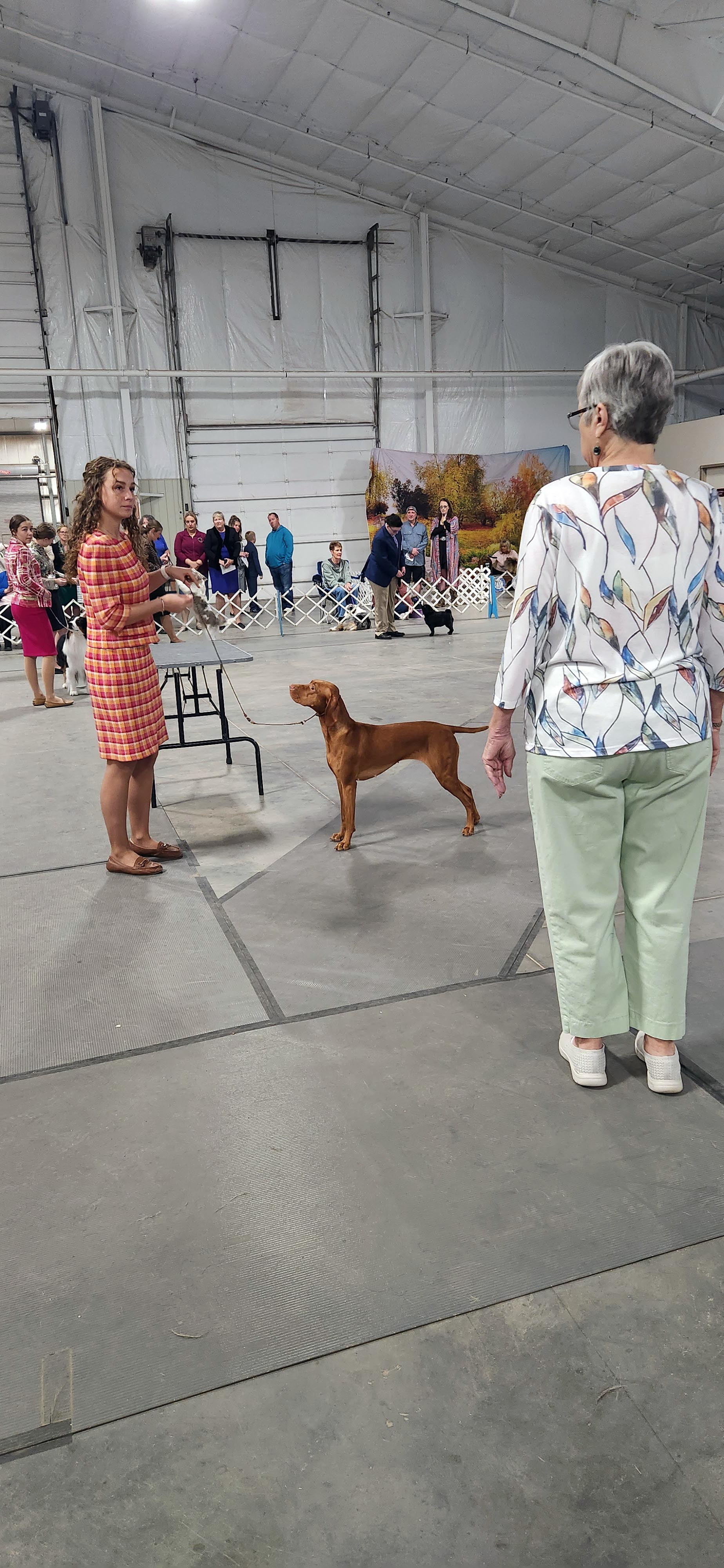A dog stacked for the judge while its handler steadies it