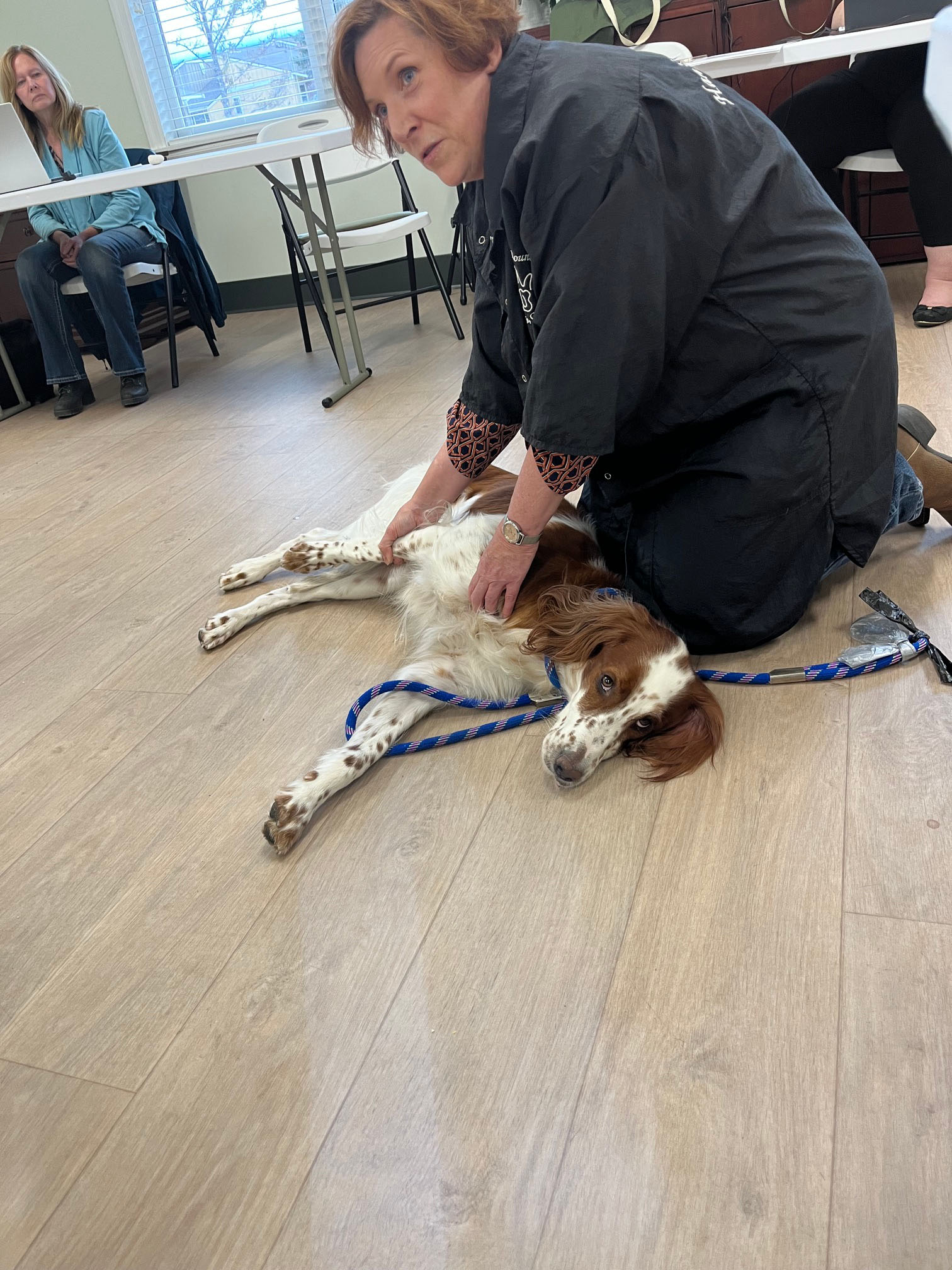 A dog being stretched during the Stretching the Canine Athlete program